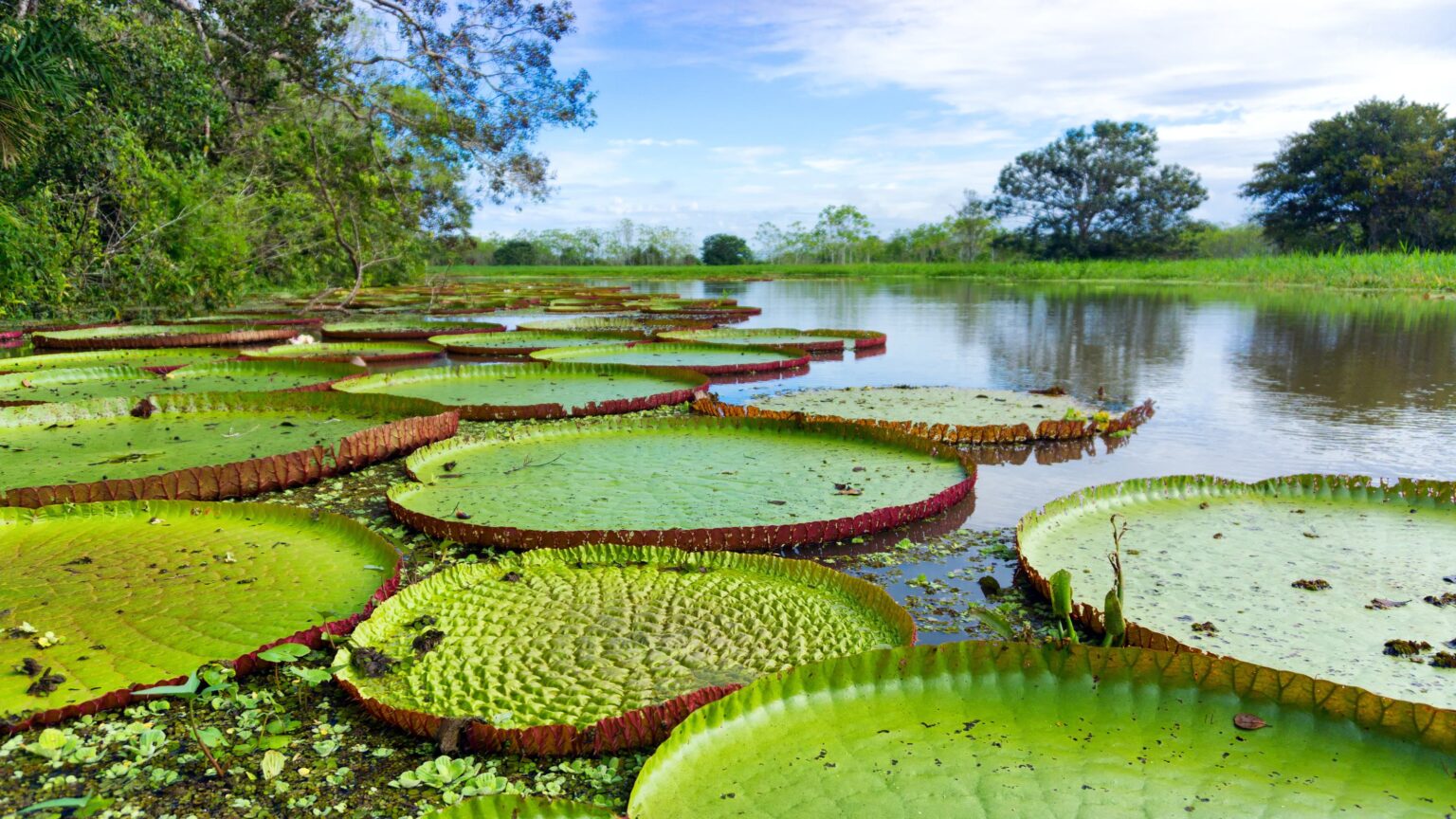 amazonas